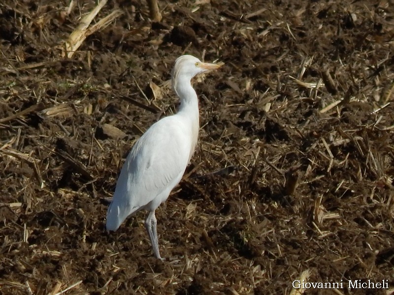 Garzetta?  No, Airone guardabuoi (Bubulcus ibis)